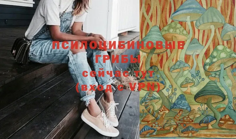 omg ССЫЛКА  Дубна  Псилоцибиновые грибы Psilocybe 